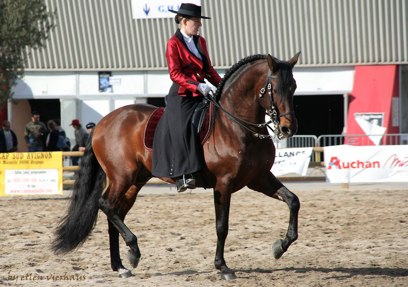 " Lusitano Hengst ", Abreiteplatz "Cheval Passion"