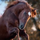 Lusitano Hengst bei der Freiarbeit