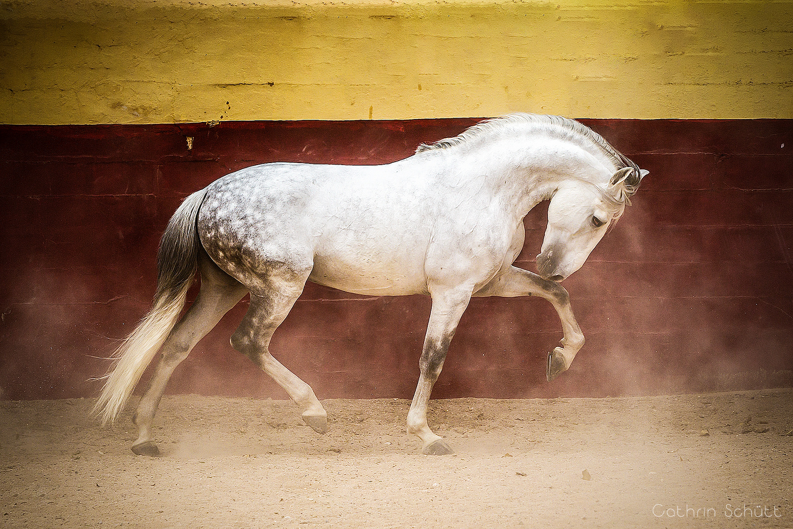 Lusitano im Spiel