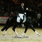 Lusitano im starken Trab