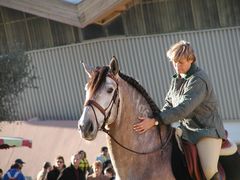 Lusitano Porträt .....