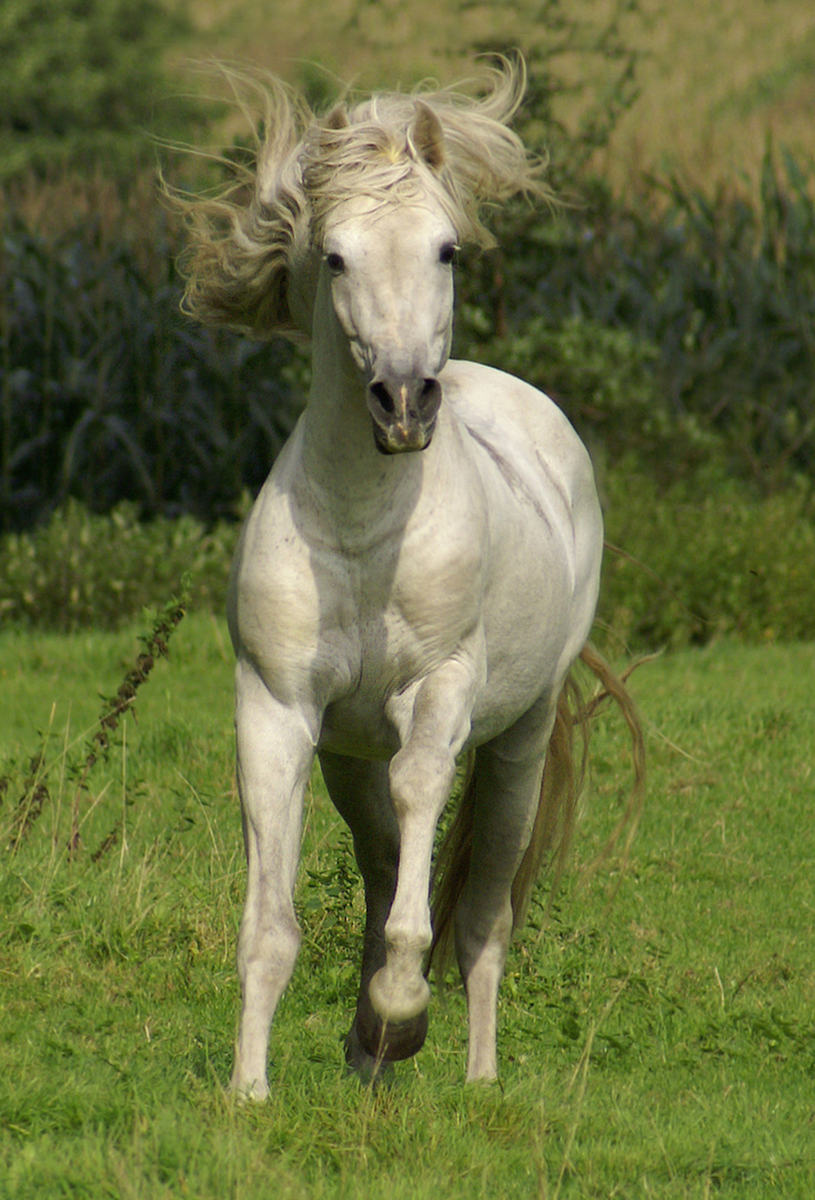 Lusitano PRE Hengst