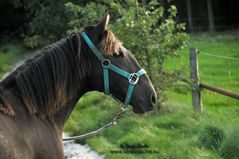 Lusitano profile