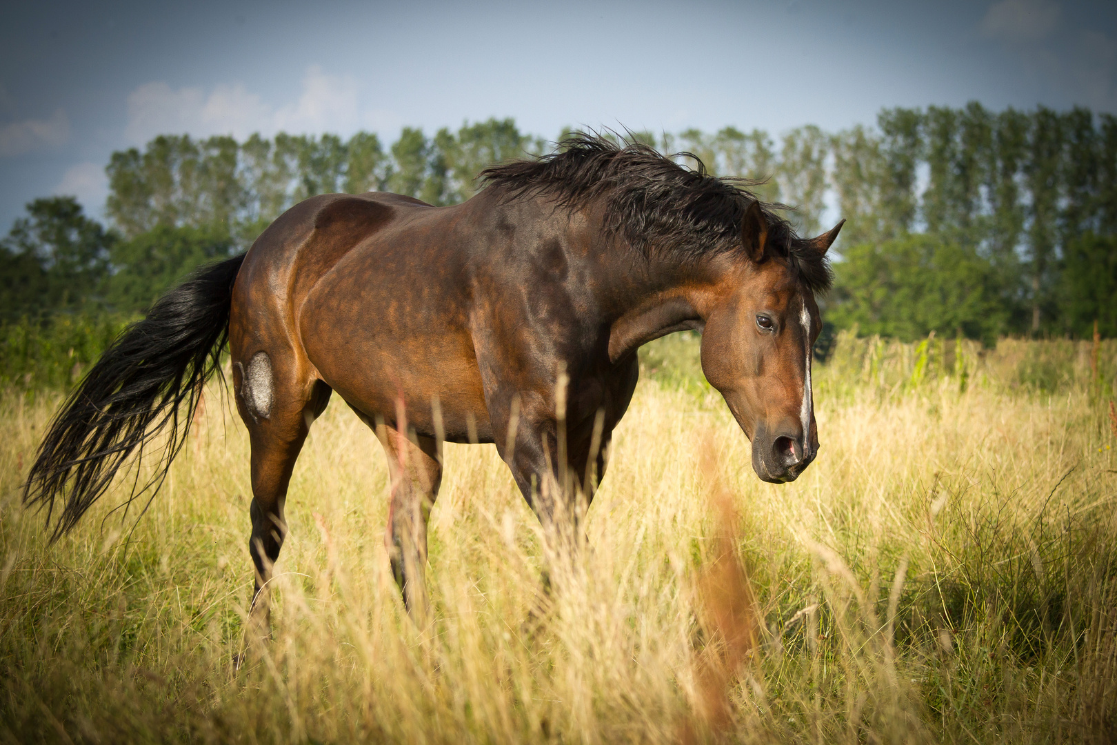 * Lusitano-Schönheit *