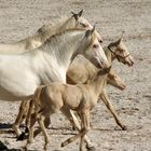 Lusitano Stuten und Fohlen in "Cremello "und Champagner"