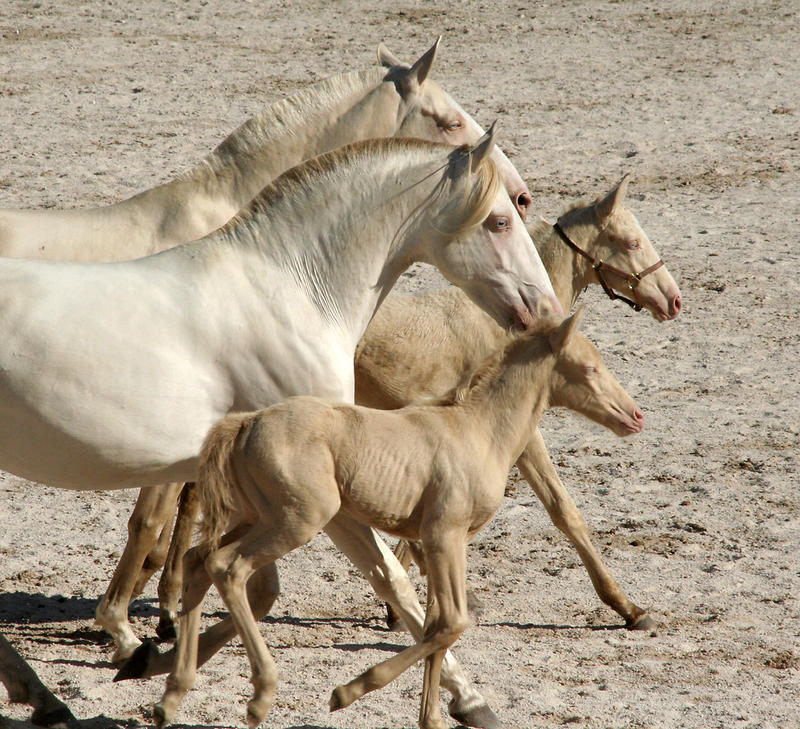 Lusitano Stuten und Fohlen in "Cremello "und Champagner"