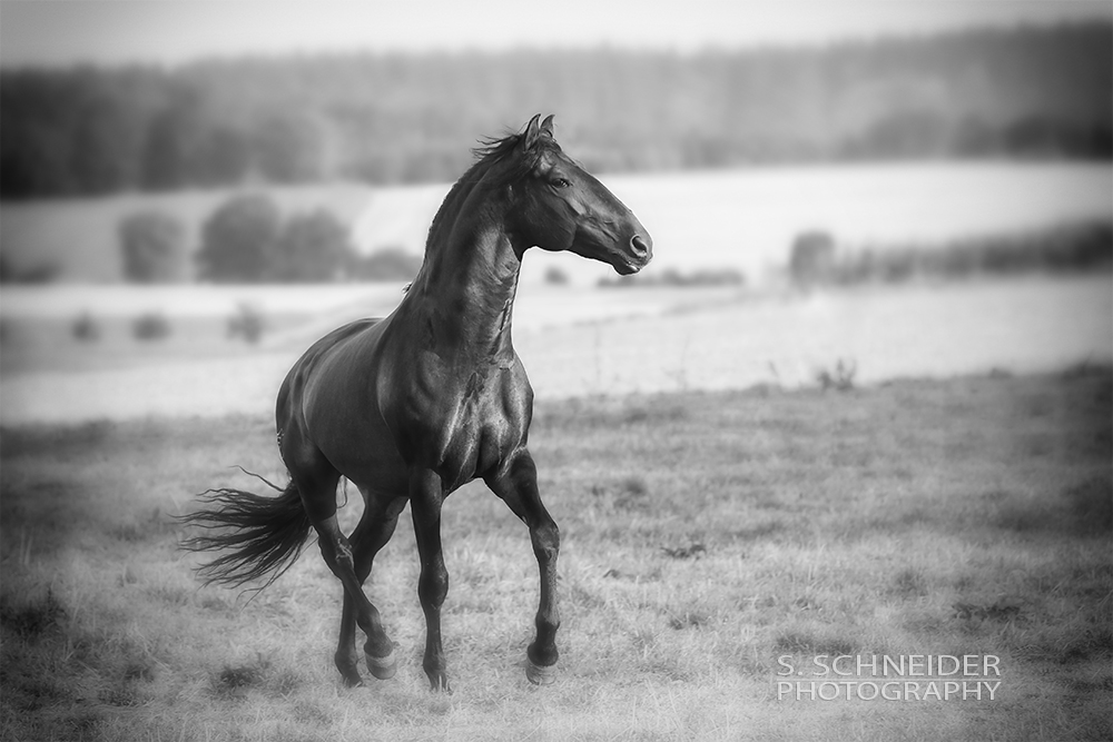 ~Lusitano~ Teil2