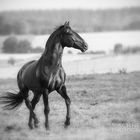 ~Lusitano~ Teil2