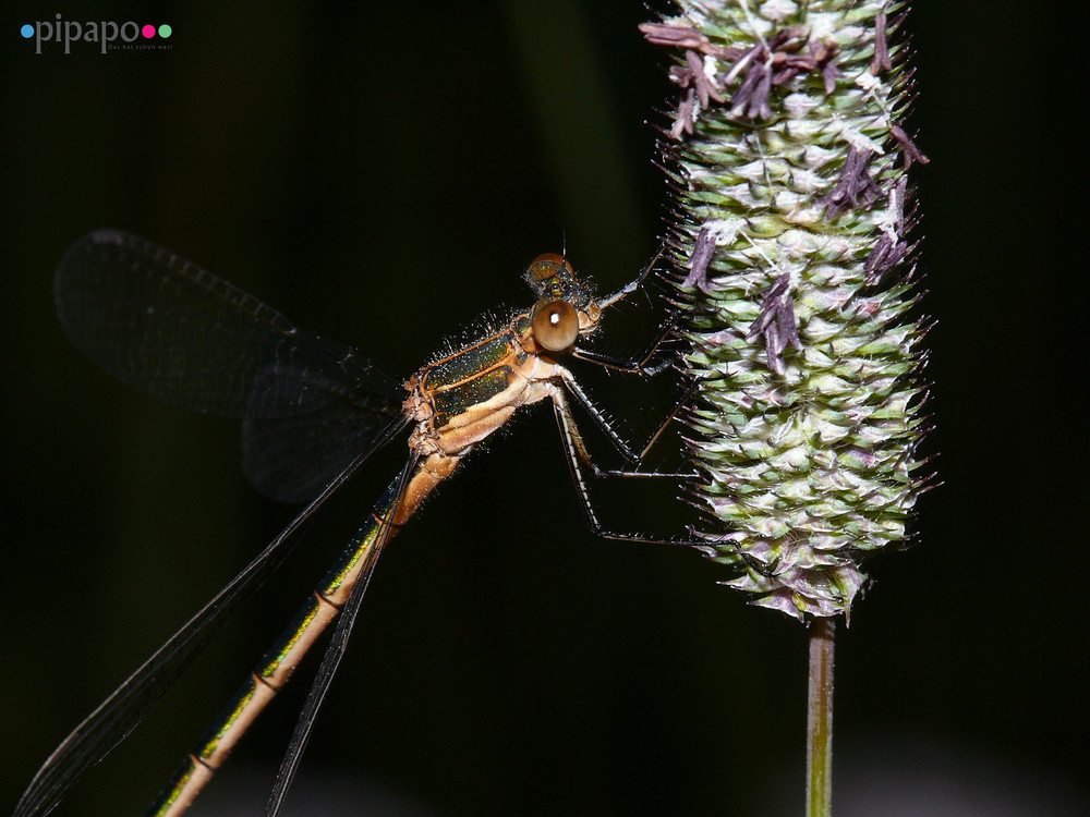 Lusitge Libelle