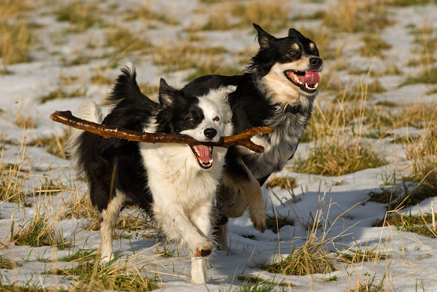 Lussy, schneeeeeeeeeeeller!