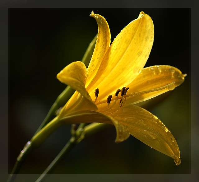 Lust auf Blumen