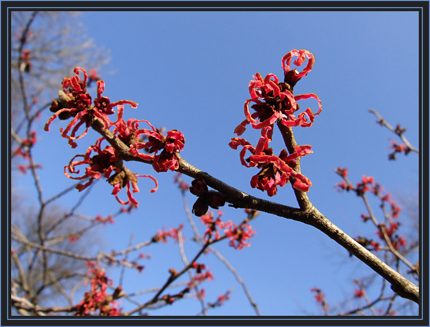 Lust auf den Frühling...