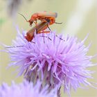 lust auf der distel