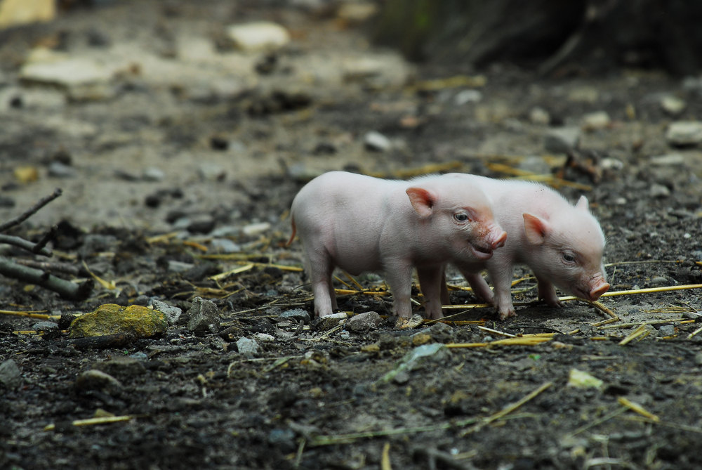 Lust auf ein paar Schweinereien?