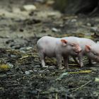 Lust auf ein paar Schweinereien?