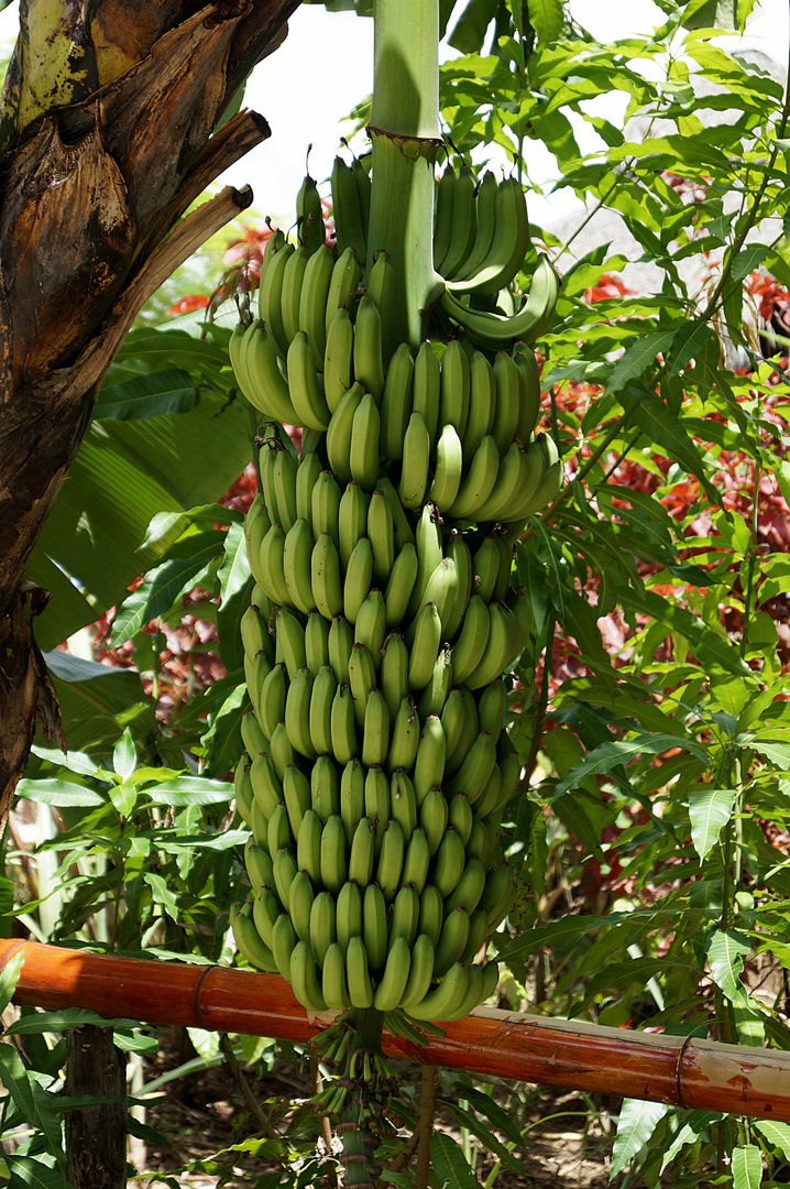 Lust auf eine Banane??