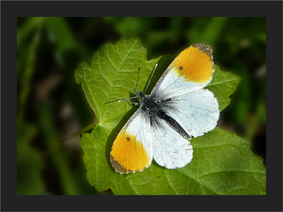 Lust auf einen Schmetterling