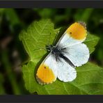 Lust auf einen Schmetterling