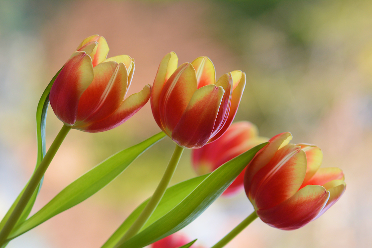 Lust auf Frühling. ..