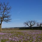 Lust auf Frühling 2