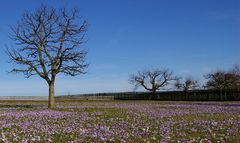 Lust auf Frühling 2