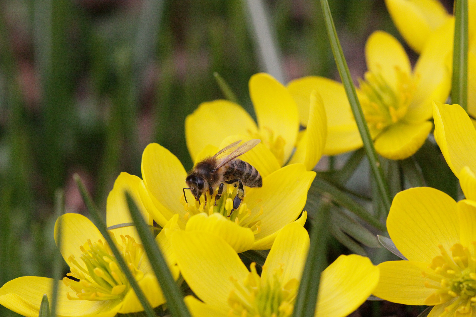 Lust auf Frühling