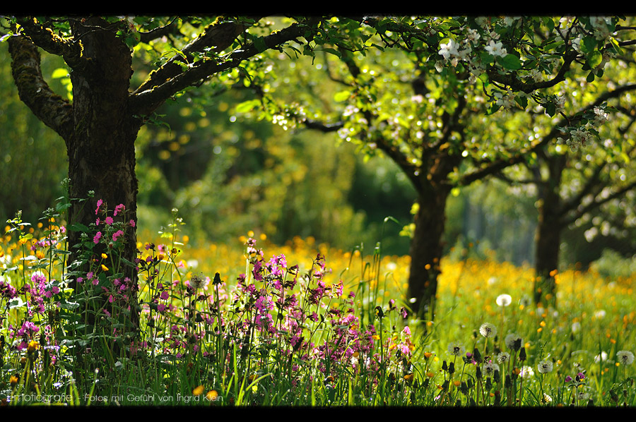 Lust auf Frühling?