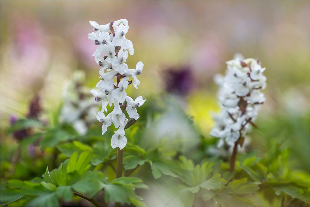 Lust auf Frühling