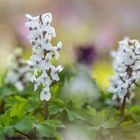 Lust auf Frühling