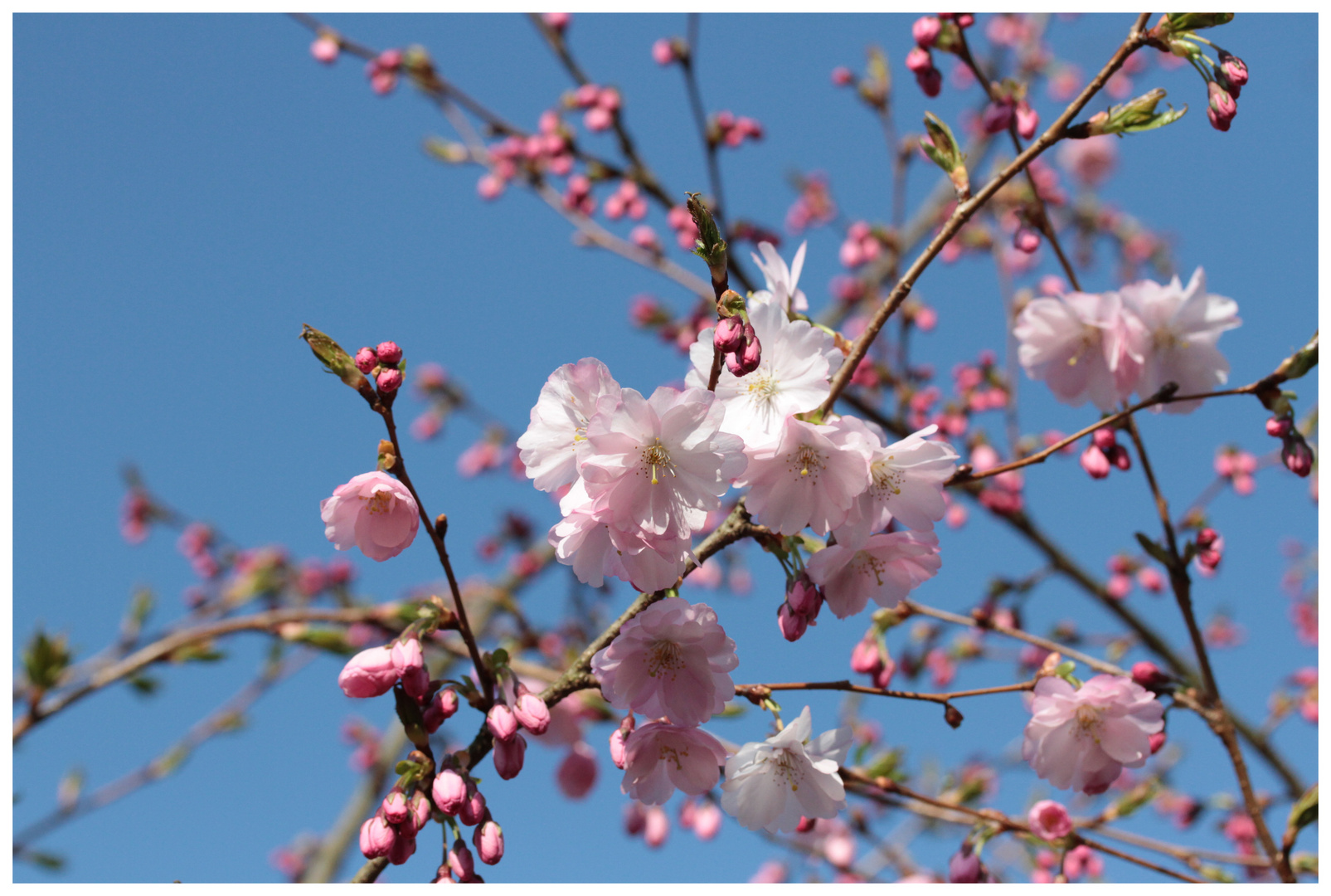 Lust auf Frühling ...