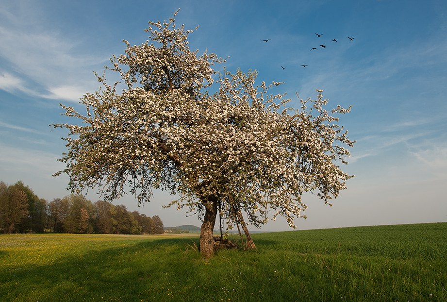 Lust auf Frühling