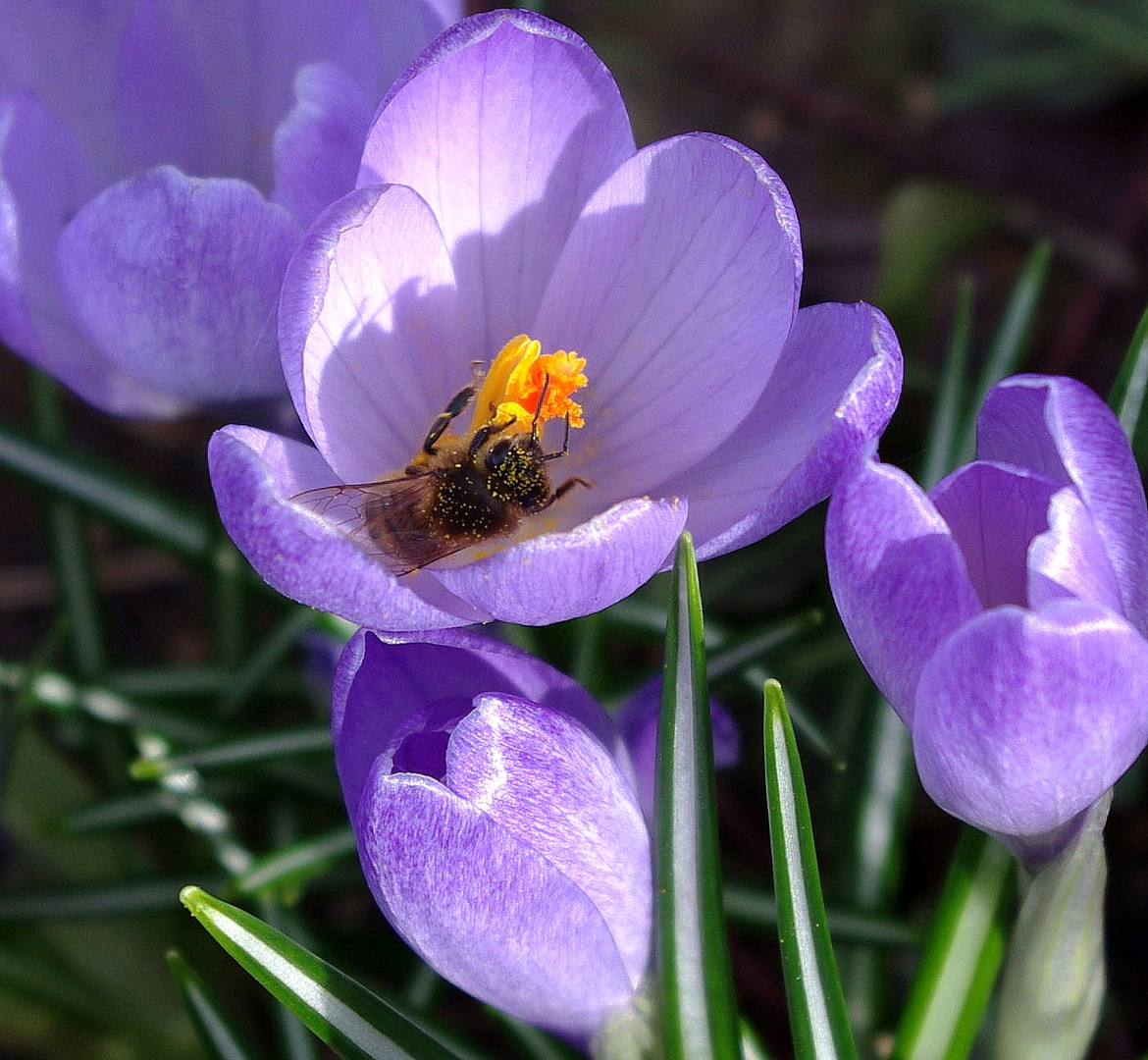 Lust auf Frühling