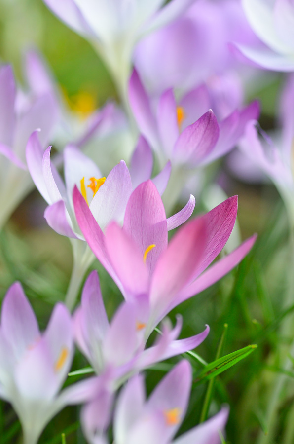 Lust auf Frühling