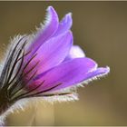 Lust auf Frühling - Küchenschelle