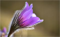 Lust auf Frühling - Küchenschelle