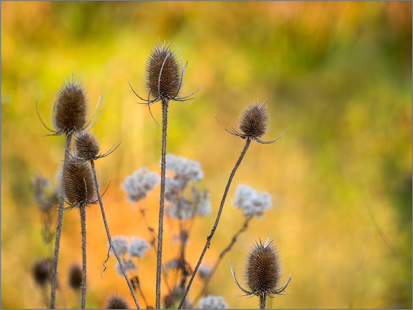 Lust auf Herbst