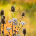 Lust auf Herbst