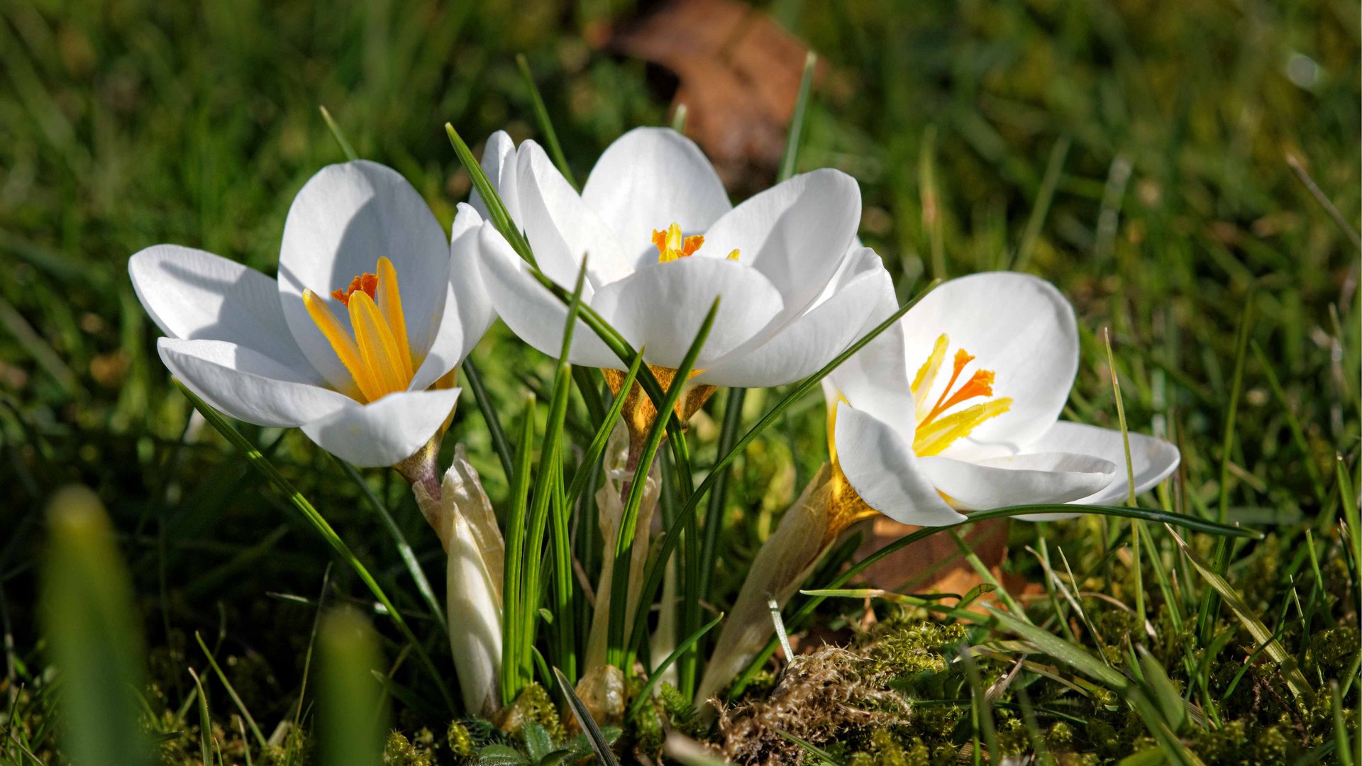 Lust auf Krokusse