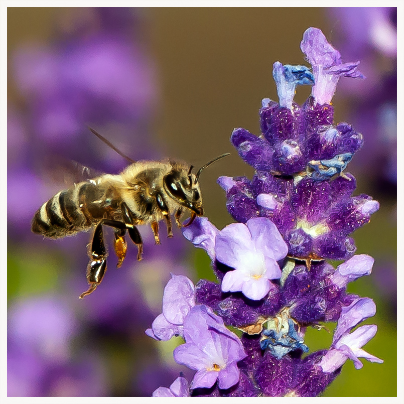 Lust auf Lavendel