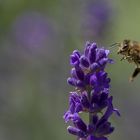 Lust auf Lavendel....