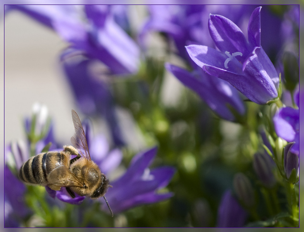 Lust auf Pollen