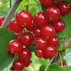 Lust auf Rote Johannisbeeren (Ribes rubrum)