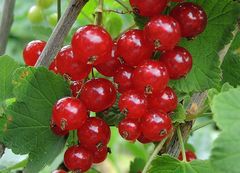 Lust auf Rote Johannisbeeren (Ribes rubrum)