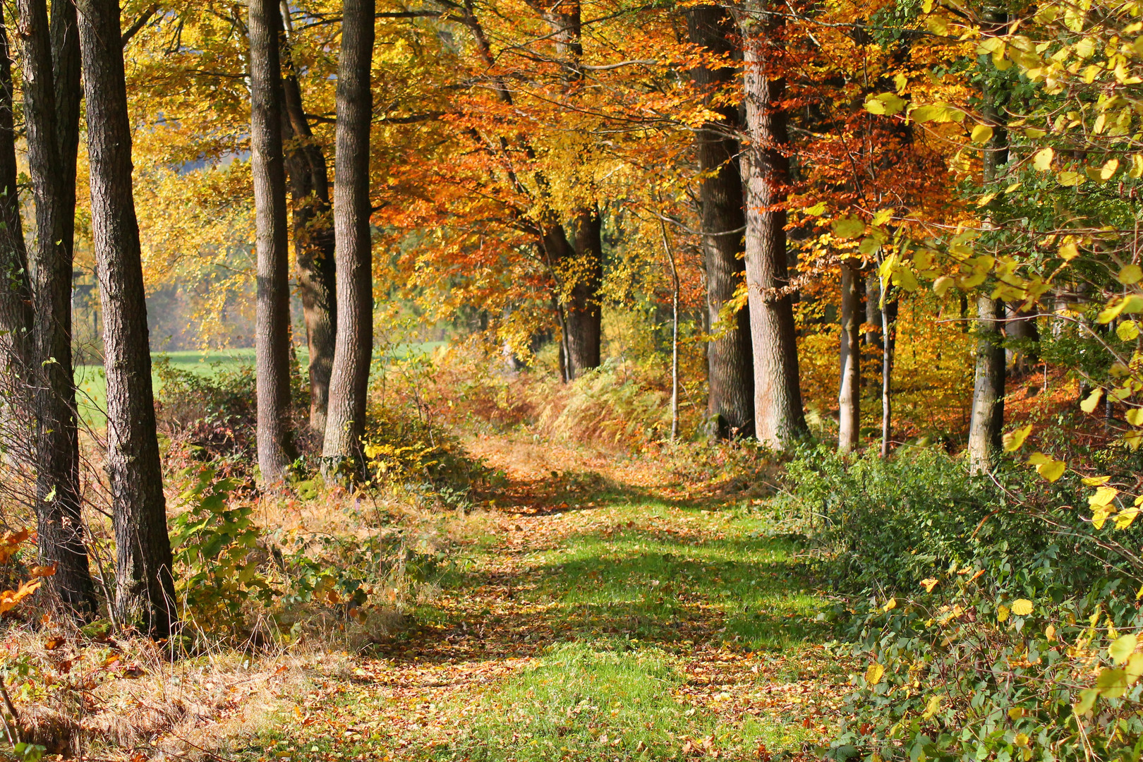 Lust auf Spaziergang ?