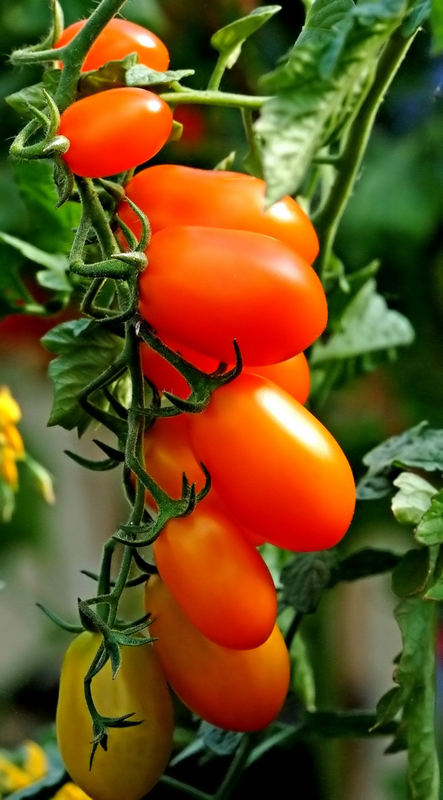 Lust auf Tomatensalat....??