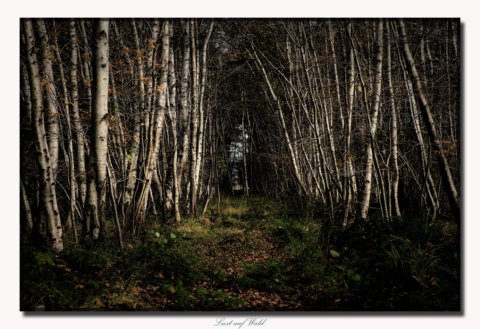 Lust auf Wald