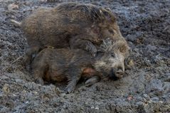 Lust zu einer Schweinerei ...