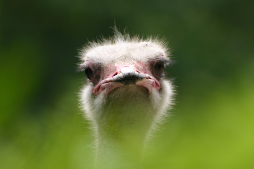 lustig dreinschauender Vogel Strauß