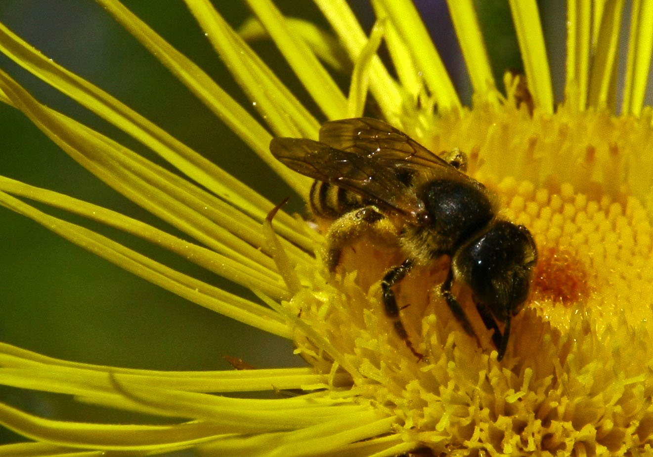 Lustig ist das Bienenleben!