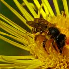 Lustig ist das Bienenleben!